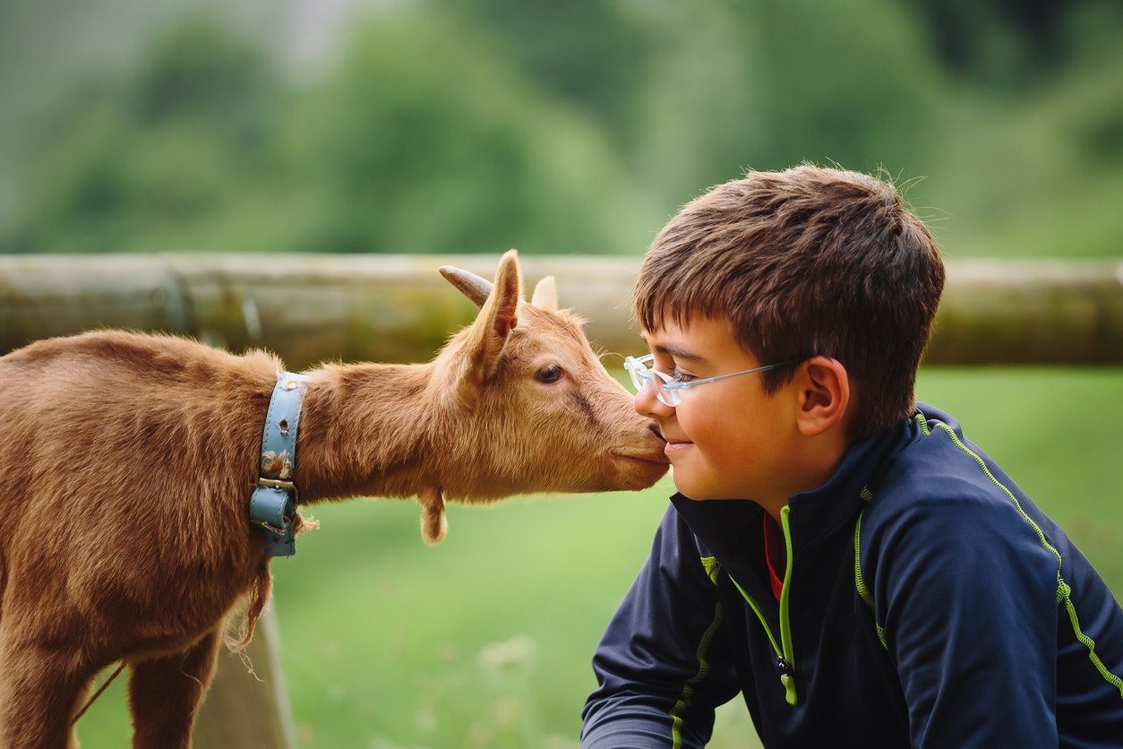 Animals