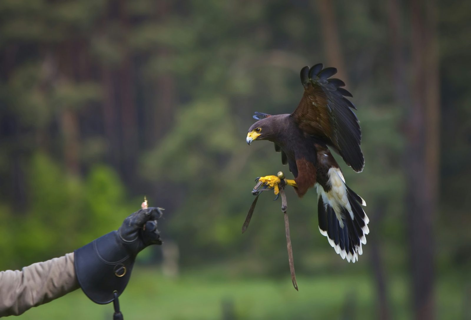 Falconry Lessons photo 2