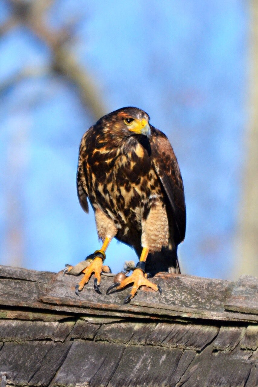 Falconry photo 2